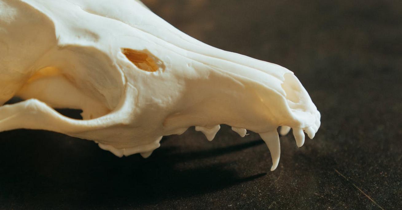 Motyw danse macabre: historia, znaczenie i przykłady w sztuce
