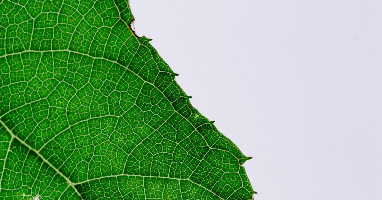 Chlorofile – naturalne barwniki zieleni w roślinach i ich rola