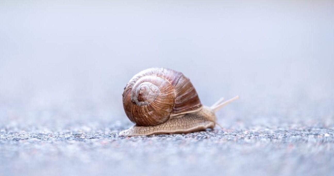 Mięczaki – podstawowe cechy i 5 unikalnych gatunków do poznania